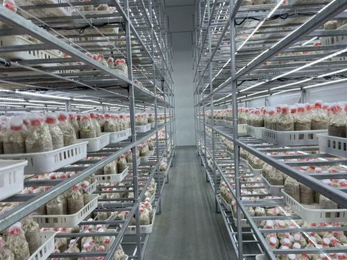 暑期三下鄉(xiāng) 小蘑菇釋放大 蘑 力,青春助力鄉(xiāng)村產(chǎn)業(yè)振興⑨